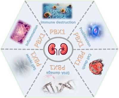 Comprehensive overview of the role of PBX1 in mammalian kidneys